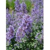 1000+ CATNIP SEEDS - PERENNIAL - BUG REPELLING - NON