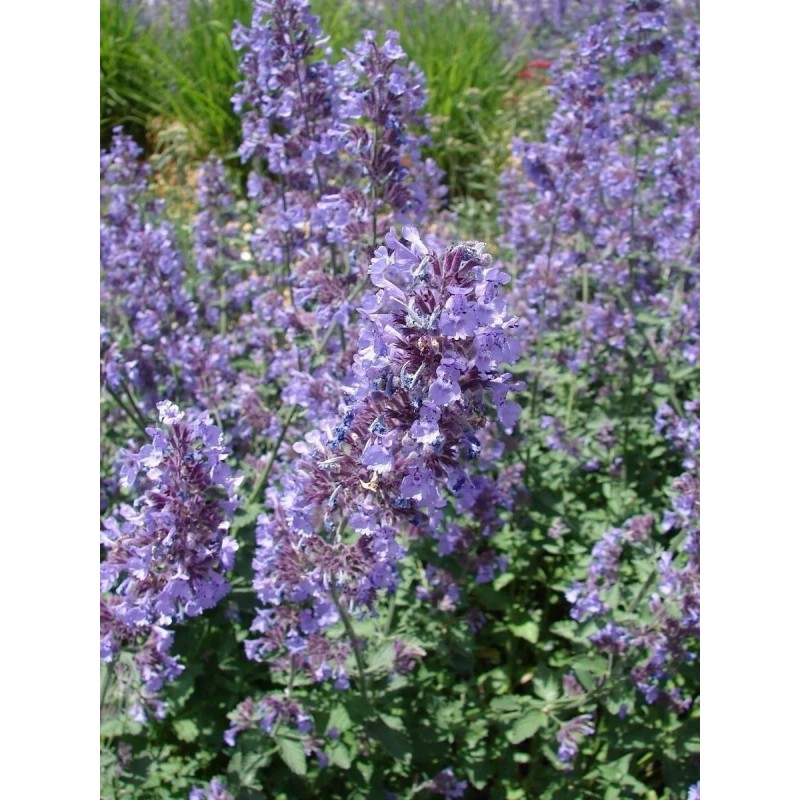 1000+ CATNIP SEEDS - PERENNIAL - BUG REPELLING - NON