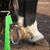 Hoof Pick for Horses Donkey Goat Hoof with Extra Stable