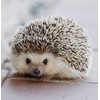 Hedgehog Genuine Leather Animal Keychain Bankakraft Leather Story (Made in