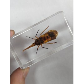 Large Lanternfly, Specimen Insect  Taxidermy Oddity Resin Curiosity