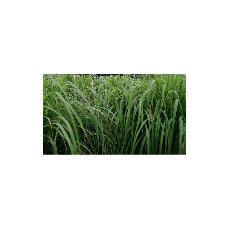 KONGKAHERB™ Citronella Herbal Balm, Thai Massage Balm for Wellness and