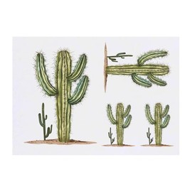 Azeeda 4 x 'Wüstenkaktus' Temporäre Tattoos - Wasserfest, Hautfreundlich & Ungiftig · Transfers in Verschiedenen Größen (TO00077182)