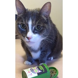 Smokey's Stash Organic Catnip OG puss Potent cat nip for Cats Small pop top