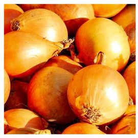 250 Utah Yellow Sweet Spanish Onion Seeds | Non-GMO | Fresh Garden Seeds | Instant Latch