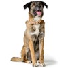 HUNTER Malia Dog Collar Colour: Dove Blue/Natural, Made of Soft