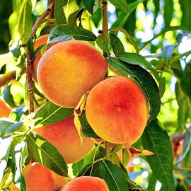 Red Haven Peach Tree, Freestone Pit, Heavy-Bearing, Cold Hardy, 1 gal Nursery Pot, 1-2 ft Tree Height (Due to Agricultural Laws, we Cannot Ship to CA, AZ, AK, or HI)