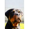 Rottweiler Notebook: Amazing Rottweiler Dog Journal Diary Size 6"x 9",