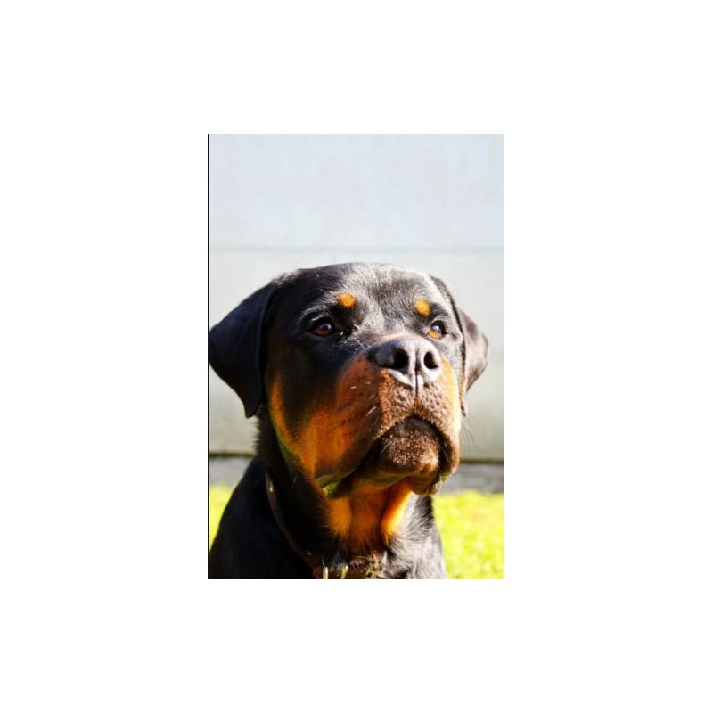Rottweiler Notebook: Amazing Rottweiler Dog Journal Diary Size 6"x 9",