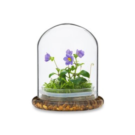 Award Winning: Persian Violet with Sundew Moss - Live Flower Terrarium in Self Sustaining Glass Jar, Maintenance Free and Blooms All-Season, Great Unique Gift and Home Decor, 100% Growth Guarantee