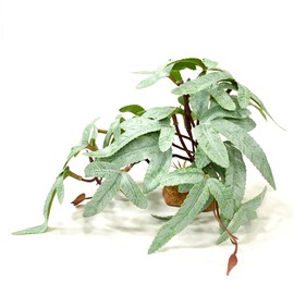 Woyrise Reptile Plants for Terrarium Decor, Amphibian Habitat Decor, Artificial Plants for Gecko Chameleon Frog Snake Tortoise Tank Accessories with Base - Selliguea