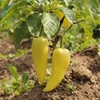 Hungarian Yellow Wax Sweet Pepper Garden Seeds - 1 oz