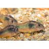 Supreme Freshwater Aquatic Snail Food Mix with Calcium,Bug Sticks,Krill,Spirulina &