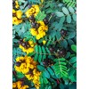 Health Embassy Senna Leaves Tea (Senna alexandrina), 50 g