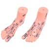 SAFIGLE Foot Massage Model for Acupoint Teaching Realistic Display Lifelike