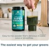 Ancient Nutrition SuperGreens Powder with Probiotics, Organic Mango Flavor Greens,