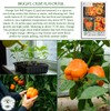 Orange Sun Bell Pepper Seeds (Capsicum annuum) – 100+ Non-GMO