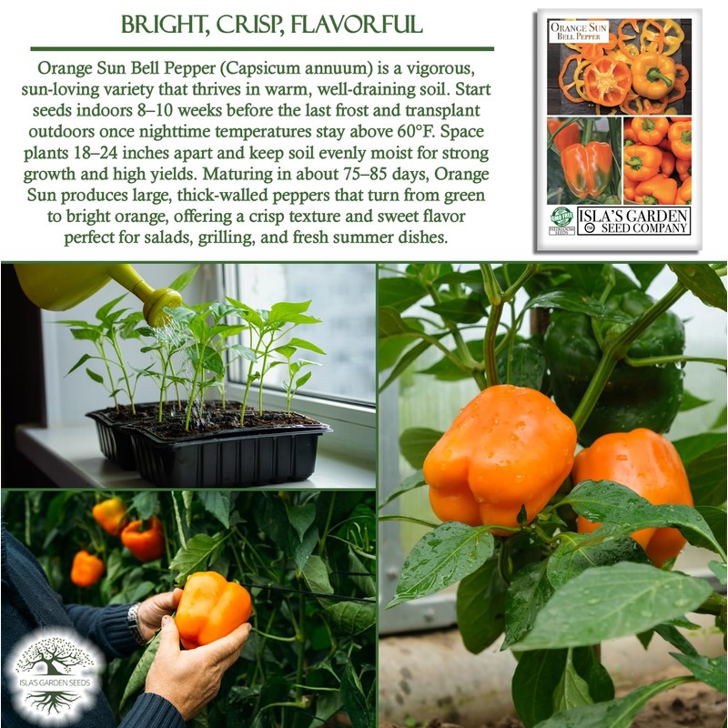 Orange Sun Bell Pepper Seeds (Capsicum annuum) – 100+ Non-GMO