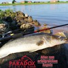 Paradox Fishing Set of 5 Gold Diggers Zander Rubber Fish