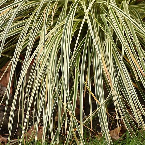 Classy Groundcovers, Sedge 'Feather Falls', Japanese/Variegated/Feather Falls Sedge/Grass (Flat of