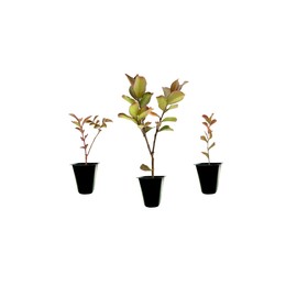 Crape Myrtle Raspberry Sundae | 3 Live Plants | Dual-Color Red & Pink Blooms, Live Plant, Stunning Bicolor Ornamental Shrub for Eye-Catching Garden Displays