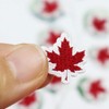 30PCS Mmaple Leaf Patch, Embroidered Iron-On Maple Leaf Embroidered Patch