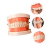 Ciieeo Standard Teeth Model for Teaching Study Supplies Tooth Brushing
