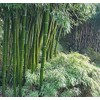 100 Rare Moso Bamboo Seeds - Exotic Garden Shade Plants,