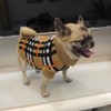 Puppy and Kitten Sweater, Knitted Sweater for Small Breed Dogs