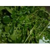 Fresh 1000 True Watercress Seeds Non-GMO Heirloom | USA Seller