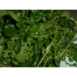 Fresh 1000 True Watercress Seeds Non-GMO Heirloom | USA Seller
