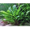 Marcus Fish Tanks - Cryptocoryne Wendtii Green Crypt Wendtii Easy