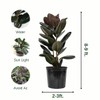Ficus Burgundy Rubber Tree, Bush Form Live Tropical Plant (7GAL
