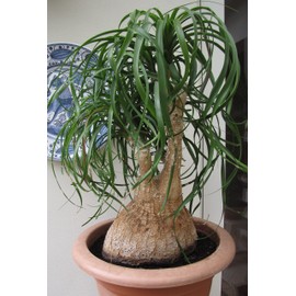 22Day Seeds: Seeds Nolina Ponytail Palm/Elephant Foot Tree/Indoor/Perennial Tree