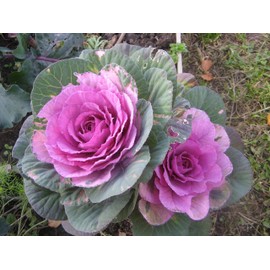 CEMEHA SEEDS - Seeds Flowering Kale Large Leaf Mix Ornamental Cabbage Non GMO Vegetable for Planting