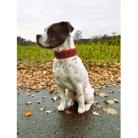 BUDDYPACK Dog Collar Extra Wide and Soft Padded for Small, Medium and Large Dogs Colourful (Black/Orange/Red/Blue, L/XL (53-58 cm))