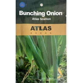 Atlas Scallion Onion Vegetable Seeds - Over 10,00 Seeds