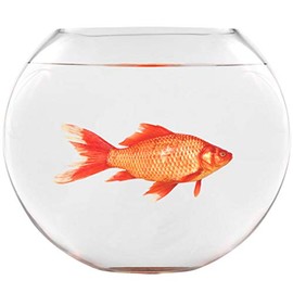 VWAQ Goldfish Fishbowl Wall Stickers - Funny Vinyl Decals Humorous Art Decor - FWP7 …