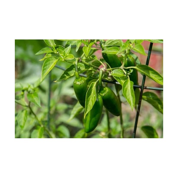 Jalapeño Pepper Seeds (Capsicum annuum) 200 Seeds (1 Gram)