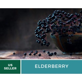 Southern Seeds Berry Seed Collection (Elderberry • Blueberry • Strawberry) - Heirloom, Non-GMO