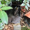 Flushbay Reptile Water Feeder Automatic Water Dispenser with Ramp Extra