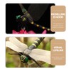 5 Simulation Dragonfly Realistic Dragonfly Figures Dragonfly Realistic Dragonfly Toy