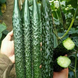 Nygardenia 60pcs Asian Suyo Long Cucumber Seeds - Heirloom, Non-GMO, China Long Hybrid