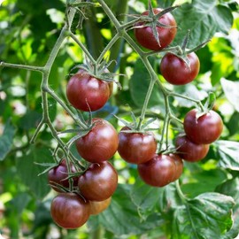 300+ Seed Cherry Tomato Organic Seed for Planting-Plant &Grow Purple Cherry Tomatoes in Your Home Vegetable Garden Outdoor-Non-GMO Heirloom Variety