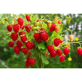 22Day Seeds: Seeds Alpine Strawberry 4 Seasons/Everbearing/All Year Round/Non GMO/Heirloom