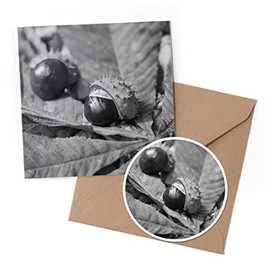 1 x Greeting Card & 10 cm Round Sticker Set - BW - Conker Horse Chestnut Tree - Birthday Thank You Friend Lover Fan Mum Dad Kids #38083