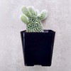Opuntia Microdasys Bunny Ears Cactus - (2 inch)