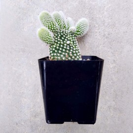 Opuntia Microdasys Bunny Ears Cactus - (2 inch)