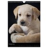 Labrador Welpen (Wandkalender 2025 DIN A4 hoch), CALVENDO Monatskalender [Calendar]