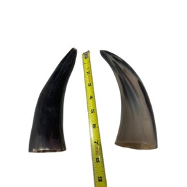 herramientas de shango ogue de shango shango tools cuerons de toro tarros de buey santeria 6"-7" de largo 2 piezas